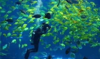 郑州海洋馆门票多少钱